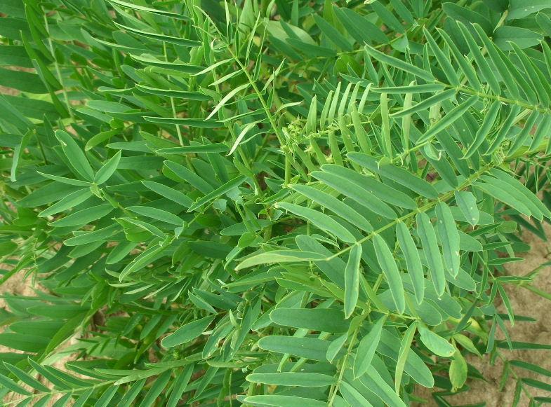 Galega officinalis / Capraggine